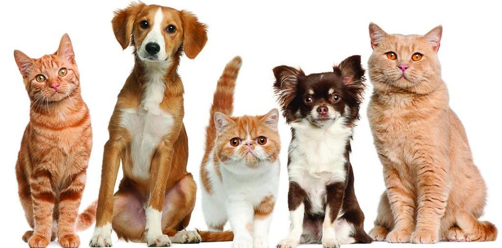 Доска объявлений о животных | ЗооТом - продажа, вязка и услуги для животных в Нюрбе