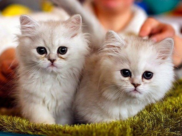 Породы кошек в Нюрбе | ЗооТом портал о животных