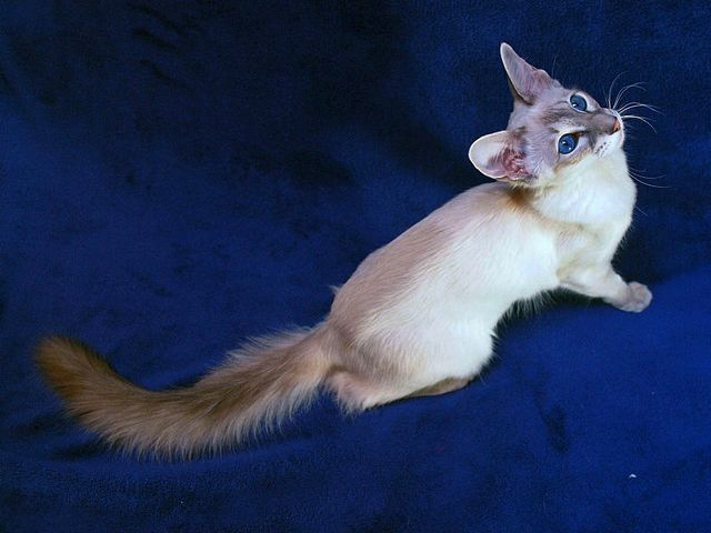 Выведенные породы кошек в Нюрбе | ЗооТом портал о животных