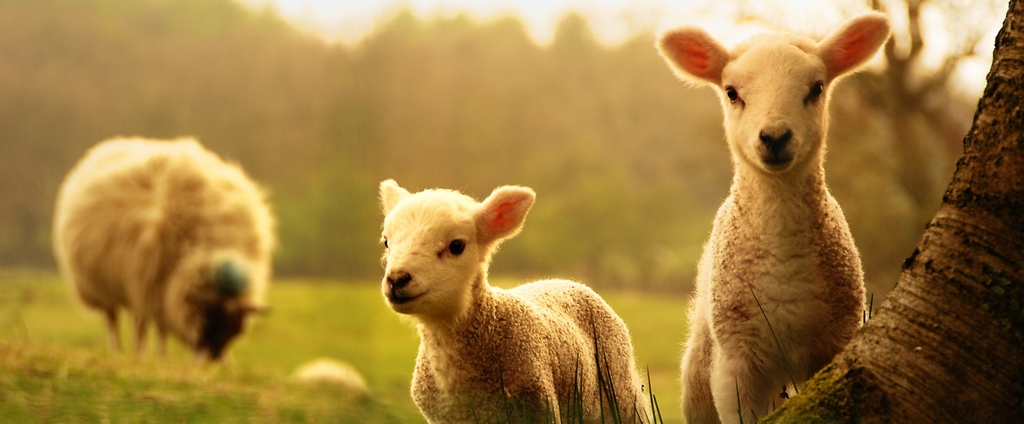 Объявления о сельскохозяйственных животных | ЗооТом - продажа, вязка и услуги для животных в Нюрбе