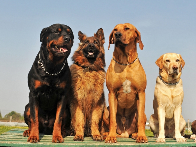 Крупные породы собак в Нюрбе | ЗооТом портал о животных