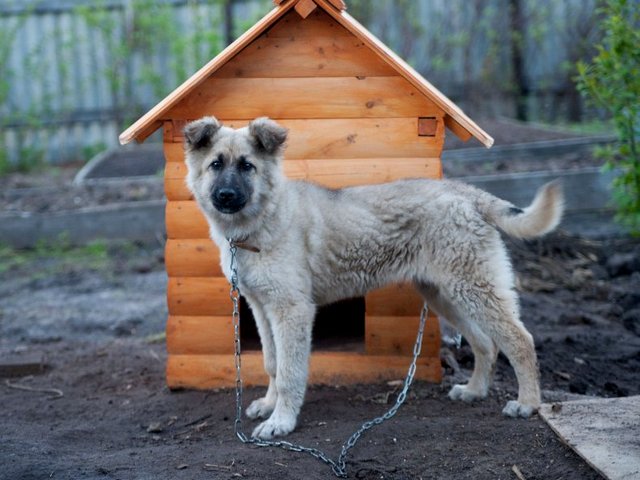 Все о собаках в Нюрбе